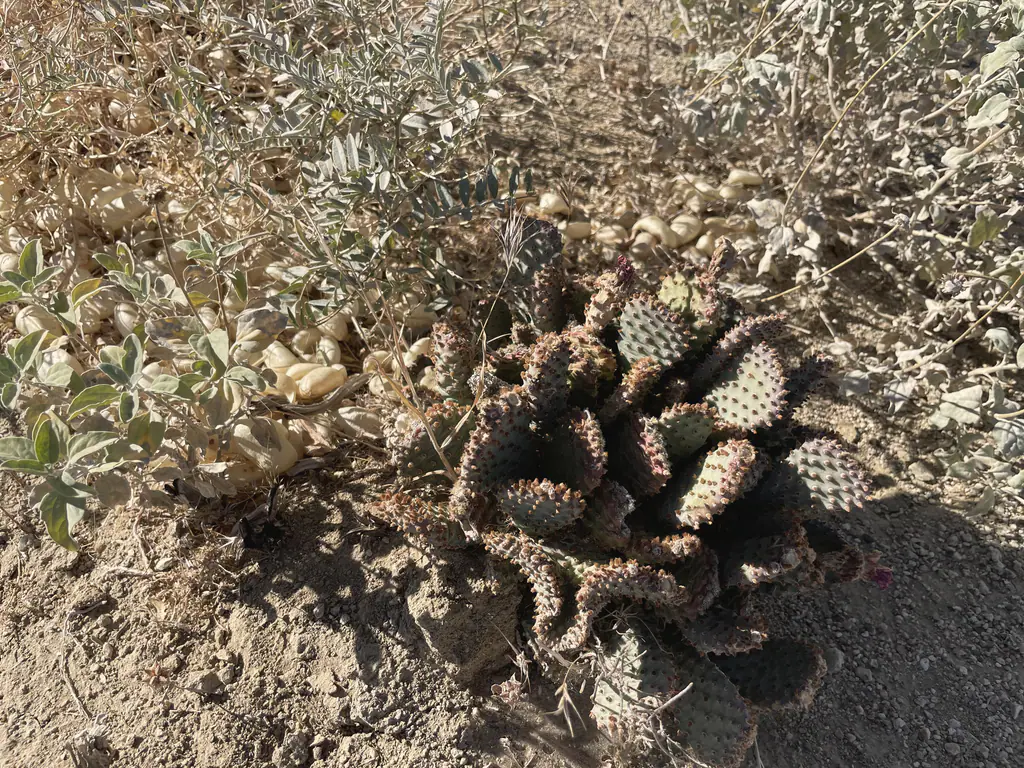 Beavertail cactus among desert grasses