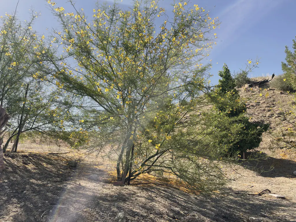 A palo verde tree in full yellow bloom